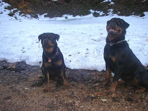 Rottweiler - Sina! Rottweiler - Sina!