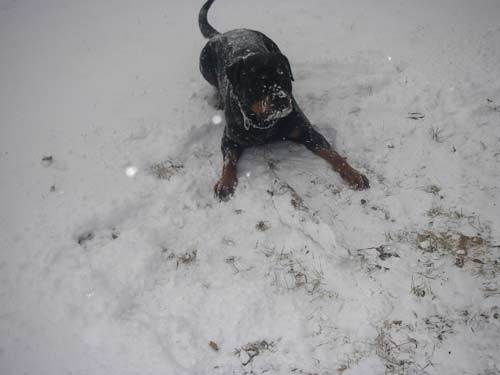 Rottweiler - Endlich Schnee!