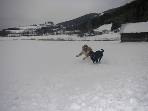 Rottweiler - Ares und Rocco Rottweiler - Ares und Rocco
