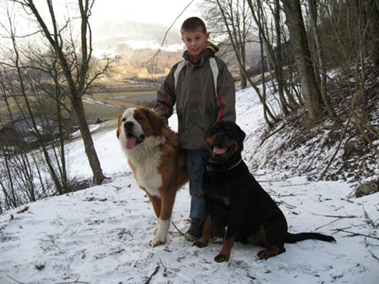 Rottweiler - Lucky, Andreas und Ares