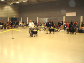 Ares bei der Internationale Hundeausstellung in Wiener Neustadt