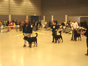 Ares bei der Internationale Hundeausstellung in Wiener Neustadt