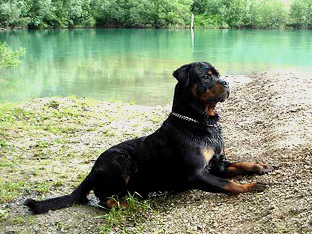 Rottweiler Ares