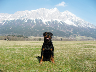 Rottweiler