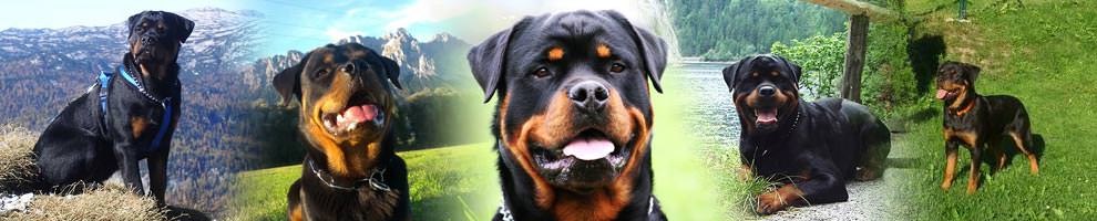 Rottweiler