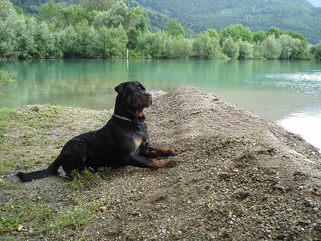 Rottweiler Ares Kopf