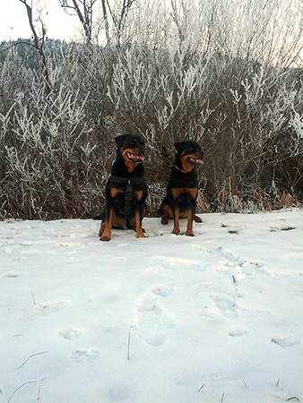 Rottweiler - Ares und Cara