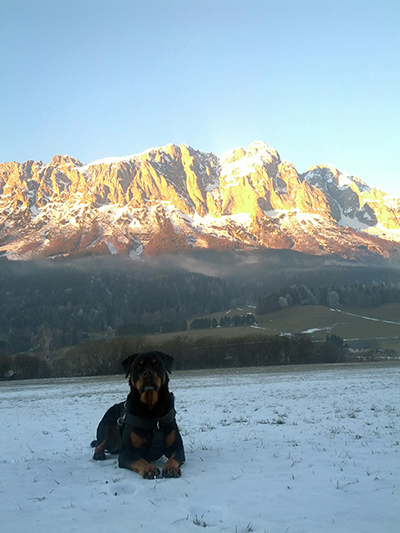 Rottweiler - Ares Geburtstag!