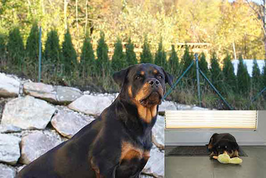 Rottweiler - Cara vom Bergwerksee