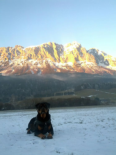 Rottweiler - Ares feiert heute seinen 10. Geburtstag