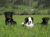 Bordercollie Luke