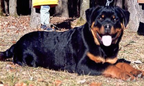 Rottweiler Bessy