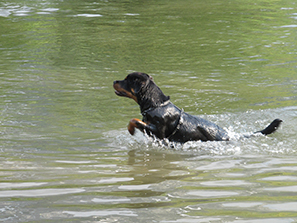 Rottweiler Cara