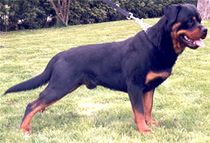 Rottweiler Flash